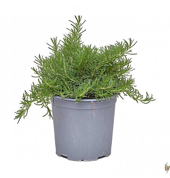 Rosmarinus prostratus Ø19