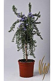 Rosmarinus prostratus Ø18 Na Steblu 30 cm