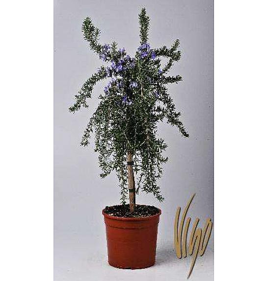 Rosmarinus prostratus Ø18 Na Steblu 30 cm