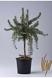 Rosmarinus prostratus Ø14 Na Steblu 25 cm