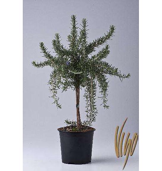 Rosmarinus prostratus Ø14 Na Steblu 25 cm
