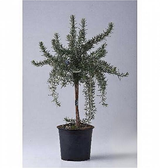 Rosmarinus prostratus Ø14 Na Steblu 20 cm