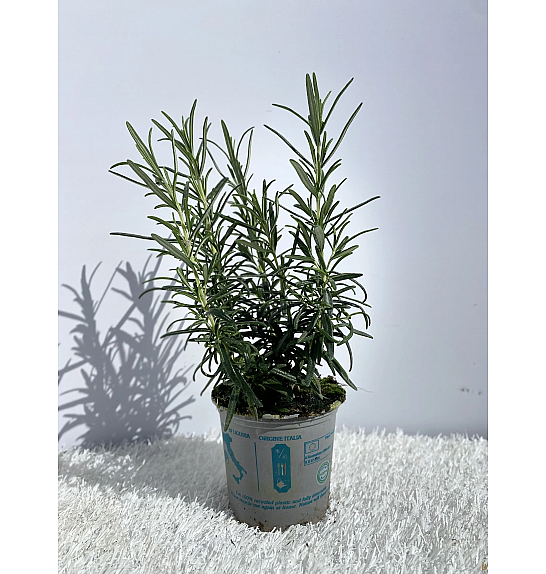 Rosmarinus officinalis Ø9
