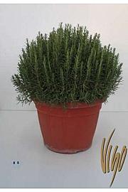 Rosmarinus officinalis Ø45