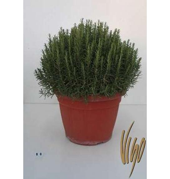 Rosmarinus officinalis Ø45