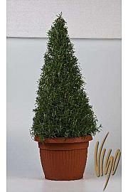 Rosmarinus officinalis Ø35 piramida