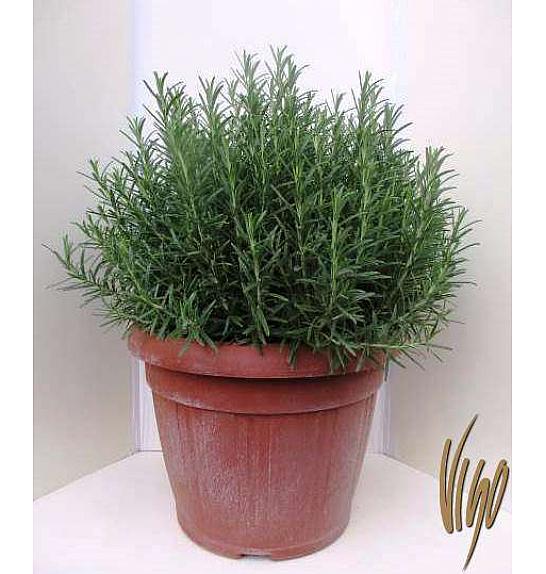 Rosmarinus officinalis Ø35