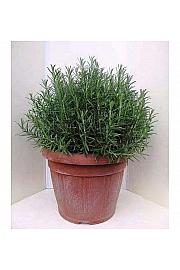 Rosmarinus officinalis Ø35