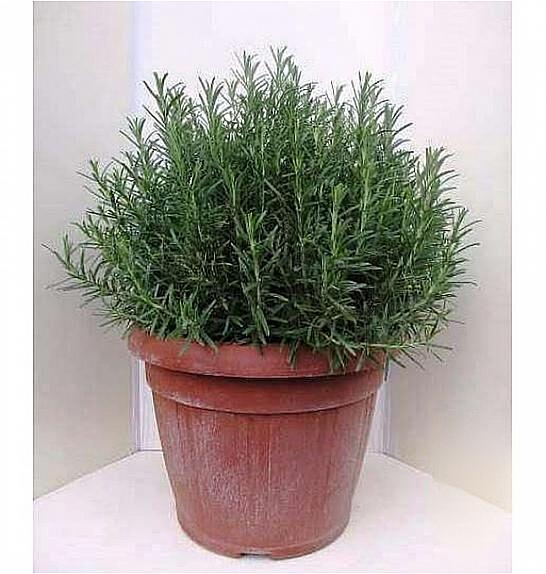 Rosmarinus officinalis Ø35