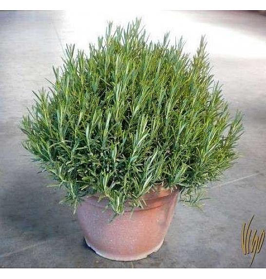 Rosmarinus officinalis Ø30
