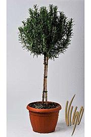 Rosmarinus officinalis Ø24 Na Steblu 40 cm