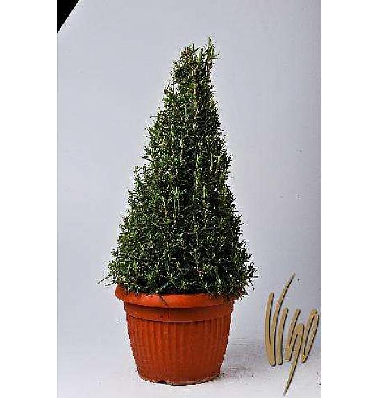 Rosmarinus officinalis Ø25 piramida