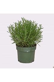 Rosmarinus officinalis Ø19
