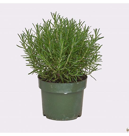 Rosmarinus officinalis Ø19