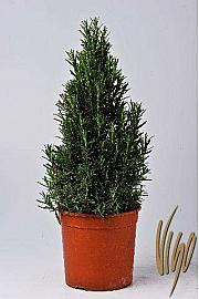 Rosmarinus officinalis Ø18 piramida