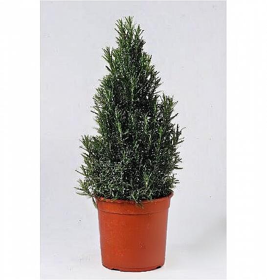 Rosmarinus officinalis Ø18 piramida