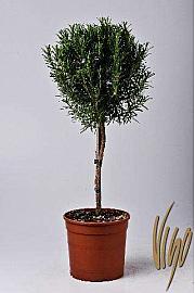 Rosmarinus officinalis Ø18 Na Steblu 30 cm