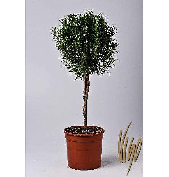 Rosmarinus officinalis Ø18 Na Steblu 30 cm