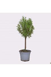 Rosmarinus officinalis Ø14 Na Steblu 25 cm