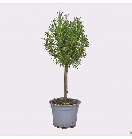 Rosmarinus officinalis Ø14 Na Steblu 25 cm