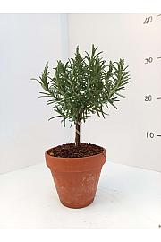 Rosmarinus officinalis Ø11 terracotta lonec Na Steblu 20 cm