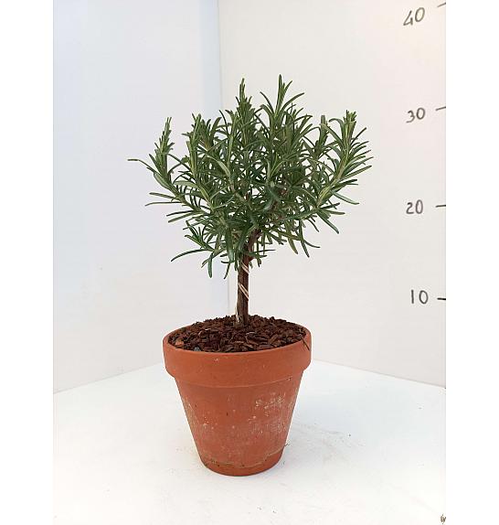 Rosmarinus officinalis Ø11 terracotta lonec Na Steblu 20 cm