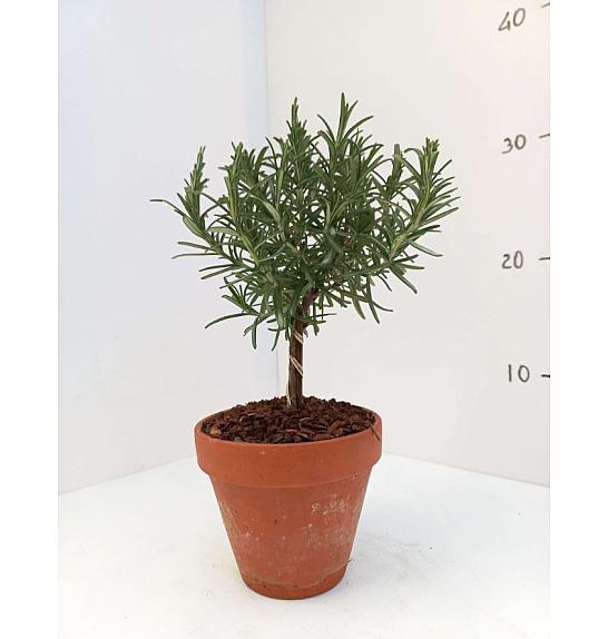 Rosmarinus officinalis Ø11 terracotta lonec Na Steblu 10 cm