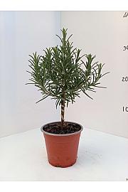 Rosmarinus officinalis Ø10 Na Steblu 20 cm