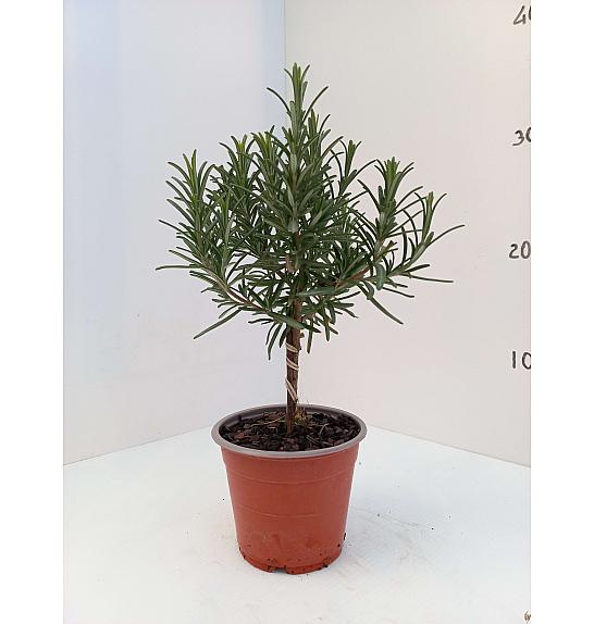 Rosmarinus officinalis Ø10 Na Steblu 20 cm