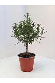 Rosmarinus officinalis Ø10 Na Steblu 10 cm