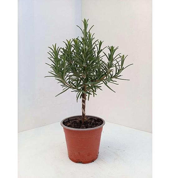 Rosmarinus officinalis Ø10 Na Steblu 10 cm