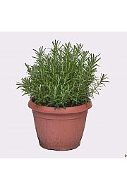 Rosmarinus officinalis Ø25