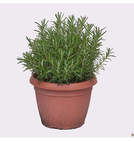 Rosmarinus officinalis Ø25