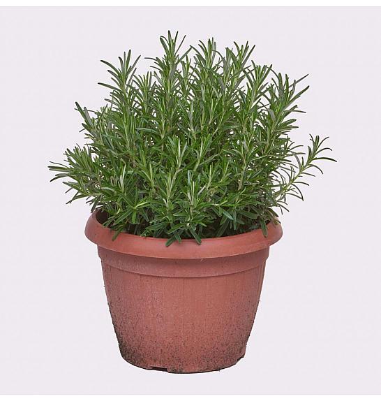 Rosmarinus officinalis Ø25