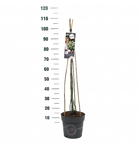 Rosy Boom White (Esprit dAmour) C6 Lit. 40-60 cm Vzpenjava