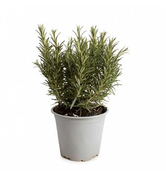 AROMA ALBENGA Rosmarinus officinalis