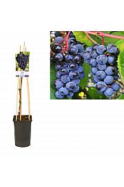 Vitis vinifera Zilga C2,5 Lit. 40-60 cm