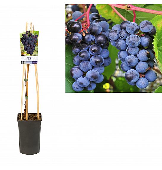 Vitis vinifera Zilga C2,5 Lit. 40-60 cm