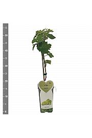 Vitis vinifera Witte van der Laan C2 Lit. 40-50 cm