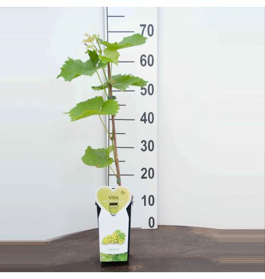 Vitis vinifera Witte van der Laan C2 Lit. 40-60 cm