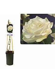 Rosa White Climber C2,5 Lit. 40-60 cm