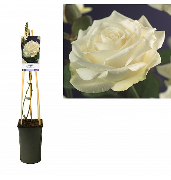 Rosa White Climber C2,5 Lit. 40-60 cm