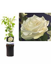 Rosa White Climber C1 Lit. 20-30 cm