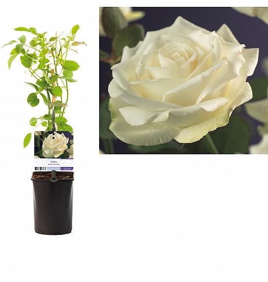 Rosa White Climber C1 Lit. 20-30 cm