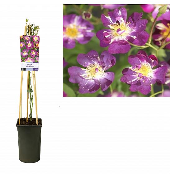 Rosa Veilchenblau C2,5 Lit. 40-60 cm Vzpenjava