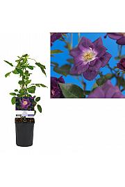 Rosa Veilchenblau C1 Lit. 20-30 cm