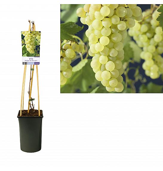 Vitis vinifera Vroege van der Laan C2,5 Lit. 40-60 cm