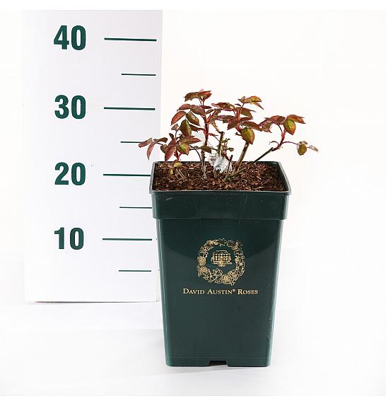 Rosa The Lady Gardener® C5 Lit. 15-20 cm