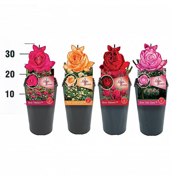 Rosa Tantau Premium Mix C3 Lit. 10-15 cm