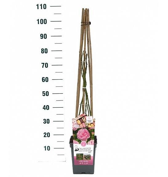 Rosa Sweet Candy® C5 Lit. 40-60 cm Vzpenjava